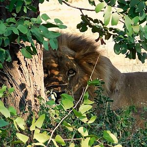 Lion in Zambia