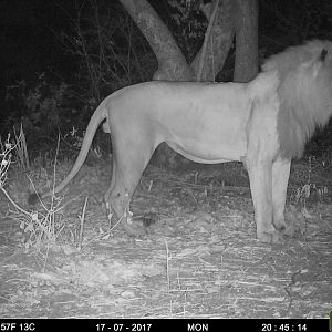 Zambia Trail Cam Pictures of Lion