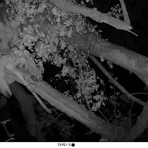 Trail Cam Pictures of Lion feeding - Zambia