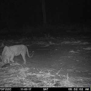Leopard Trail Cam Pictures Zambia