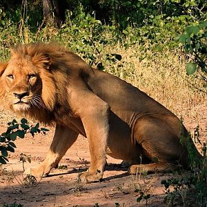 Lion Zambia