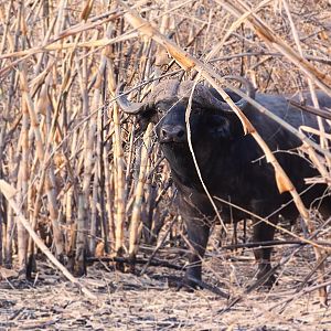 Cape Buffalo Zambia