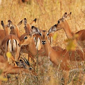 Impala in Zambia