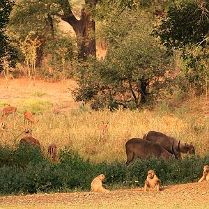 Baboon,  Waterbuck & Impala Zambia