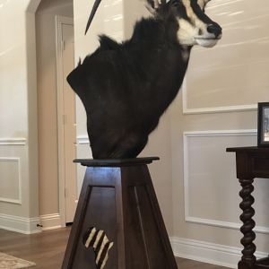 Sable Antelope Shoulder Mount Pedestal Taxidermy