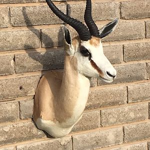 Springbok Shoulder Mount Taxidermy