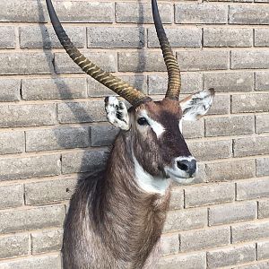 Waterbuck Shoulder Mount Taxidermy