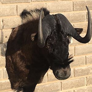 Black Wildebeest Shoulder Mount Taxidermy