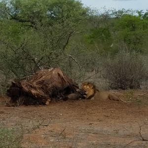Lion feeding Mozambique