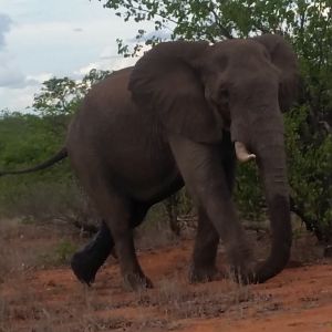 Elephant Mozambique