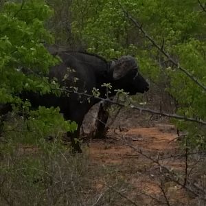 Cape Buffalo Mozambique