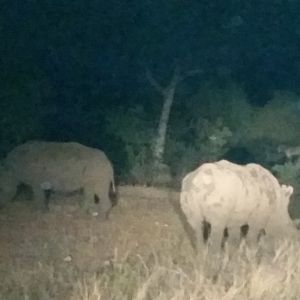 Rhino Mozambique