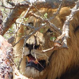 Lion at close range Mozambique