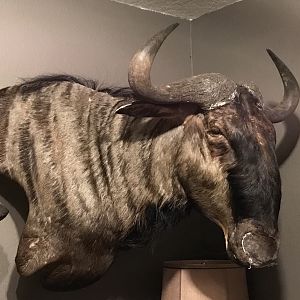 Blue Wildebeest Shoulder Mount Taxidermy