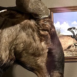 Blue Wildebeest Shoulder Mount Taxidermy