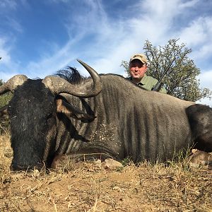 Blue Wildebeest Hunting South Africa