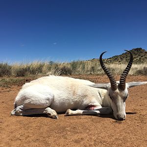 Hunting White Springbok South Africa