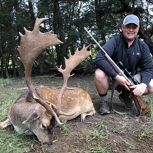 Fallow Deer Hunting in South Africa