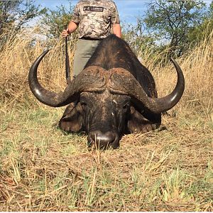 Hunting Cape Buffalo South Africa