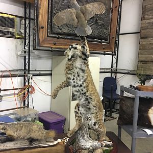 Bobcat & Quail Full Mount Taxidermy