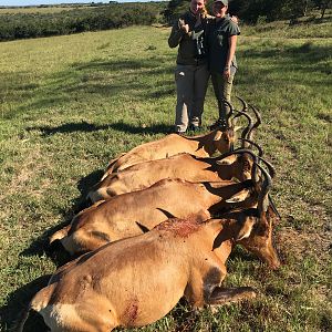 Red Hartebeest Cull Hunt South Africa