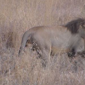 Male Lion Tanzania