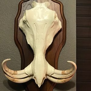 Warthog European Skull Mount