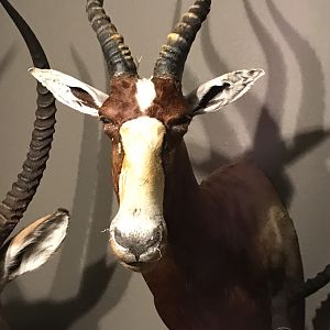 Blesbok Shoulder Mount Taxidermy