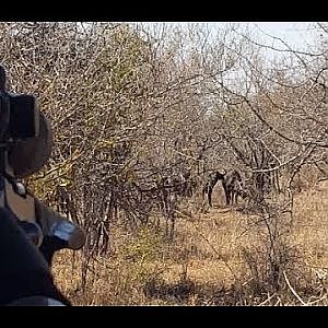 Cape Buffalo Cow Hunt with Leica Musgrave and Peregrine