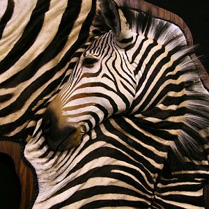Hartmann's Mountain Zebra Damaske Taxidermy
