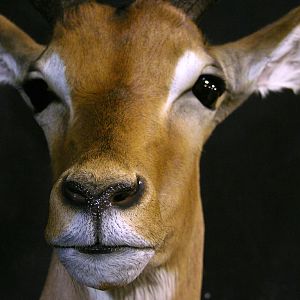 Impala Shoulder Mount Taxidermy Close Up