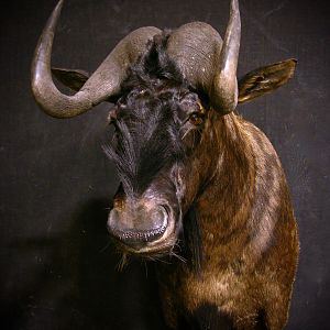 Black Wildebeest Shoulder Mount Taxidermy