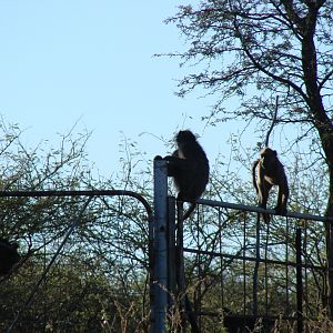 Baboons South Africa