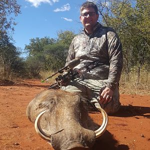 Bow Hunt Warthog in South Africa