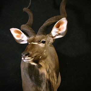 Kudu Shoulder Mount Taxidermy