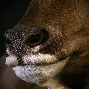 Kudu Shoulder Mount Taxidermy Close Up