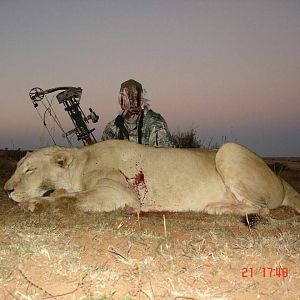 South Africa Bow Hunt Lioness