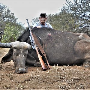 Hunting Cape Buffalo Cow