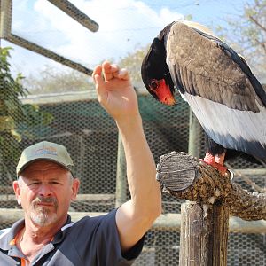 Bateleur Eagle South Africa
