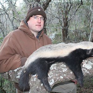 South Africa Hunt African Honey Badger
