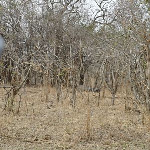 Hunting Cape Buffalo