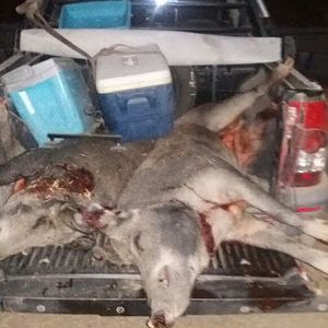 Boar Hunt Argentina