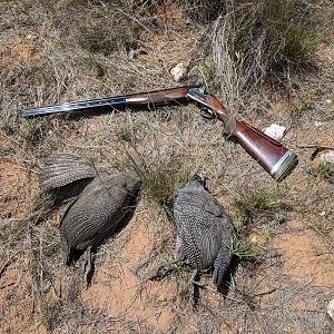 Guineafowl Bird Hunting Namibia