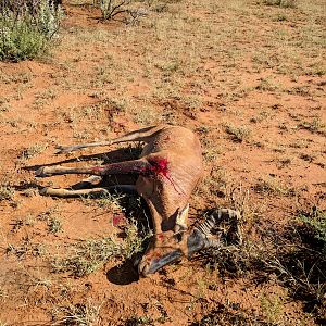 Hunt Red Hartebeest Namibia