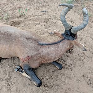 Hunting Red Hartebeest Namibia