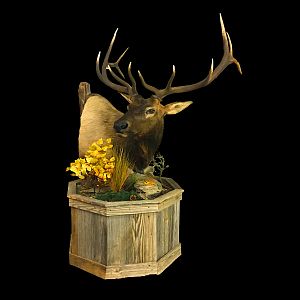 Top of Texas Taxidermy
