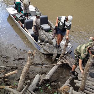 Mozambique Hunting Crocodile