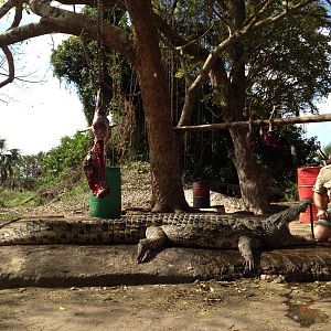 Crocodile Hunt in Mozambique