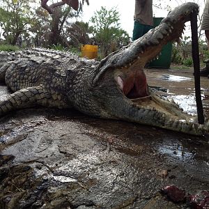 Hunting Crocodile Mozambique