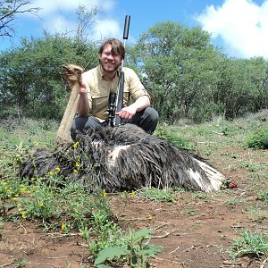 Female Ostrich Hunt in South Africa